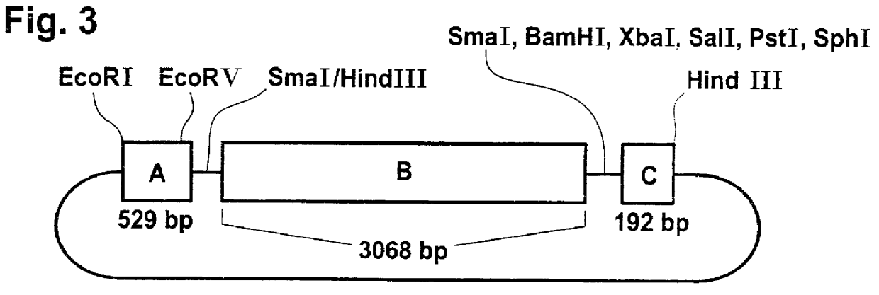 Combination of DNA sequences which enable the formation of modified starch in plant cells and plants, processes for the production of these plants and the modified starch obtainable therefrom