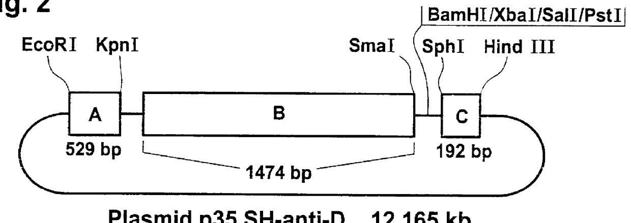 Combination of DNA sequences which enable the formation of modified starch in plant cells and plants, processes for the production of these plants and the modified starch obtainable therefrom