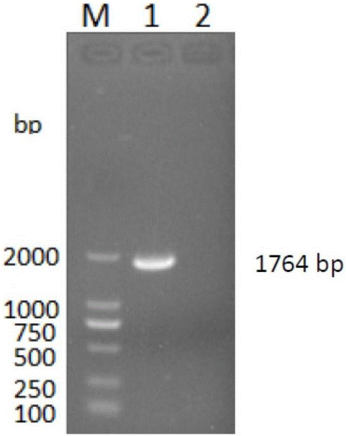 Method for preparing gosling plague virus-like granules with escherichia coli system