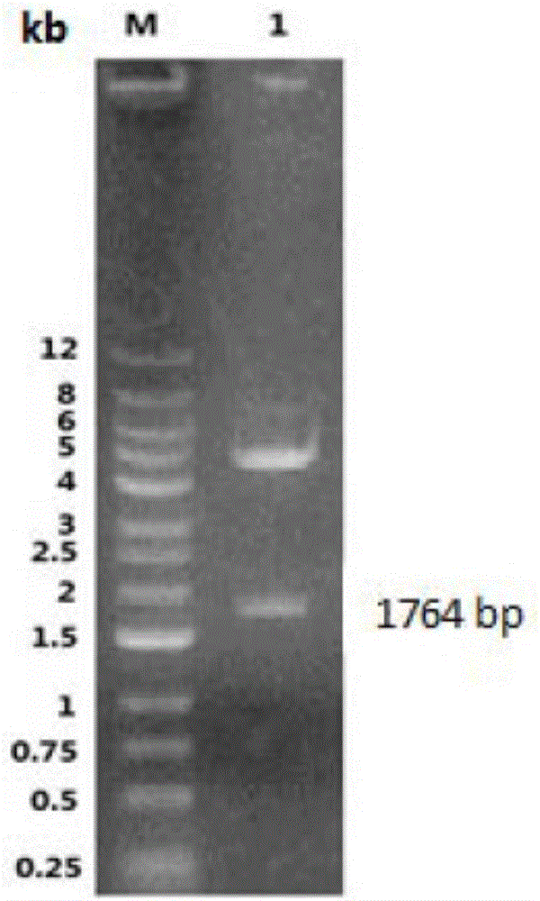 Method for preparing gosling plague virus-like granules with escherichia coli system