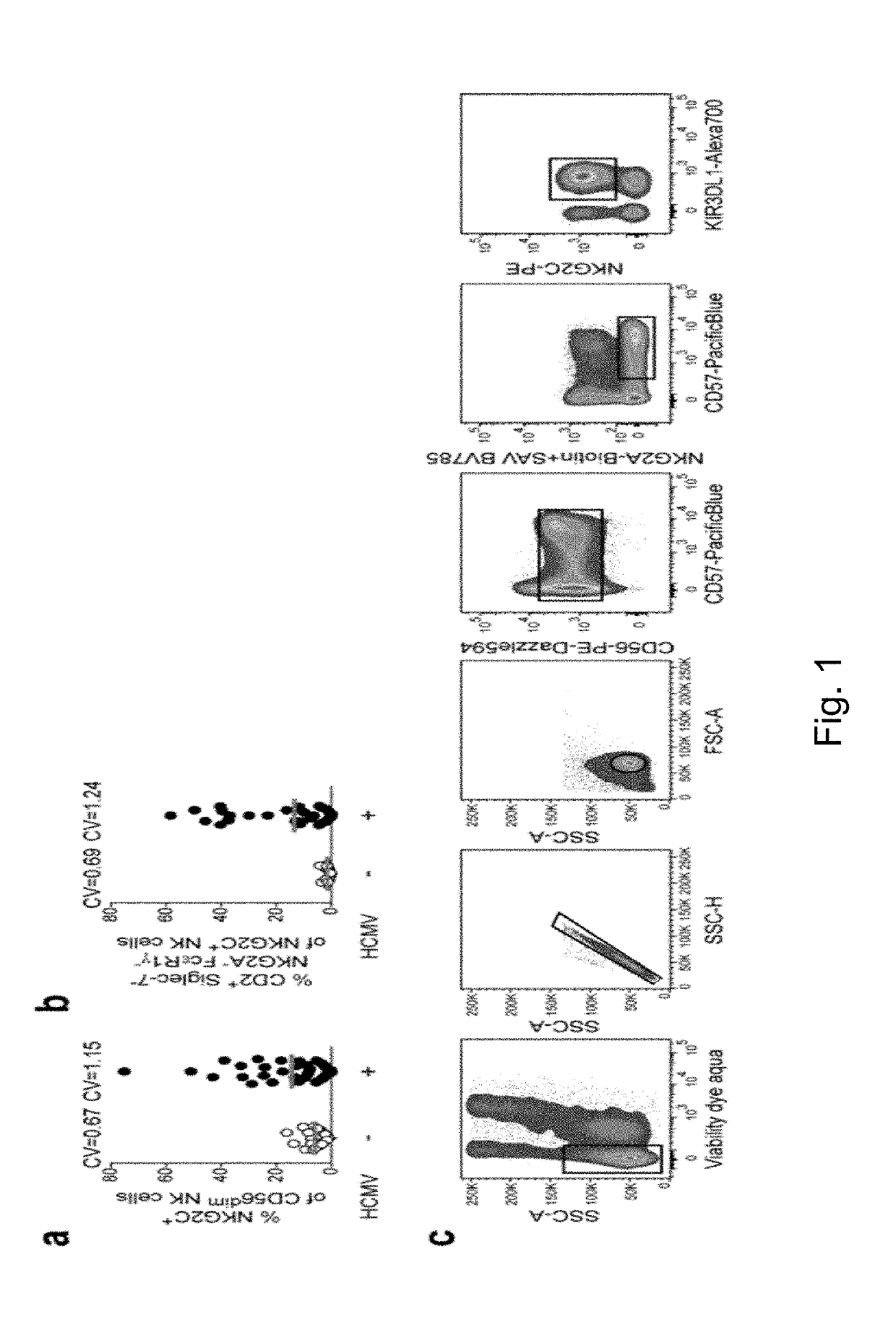 Activation and expansion of nkg2c+ nk cells