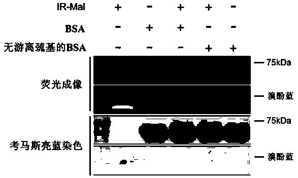 Albumin-bound near-infrared fluorescent dye-maleimide conjugate