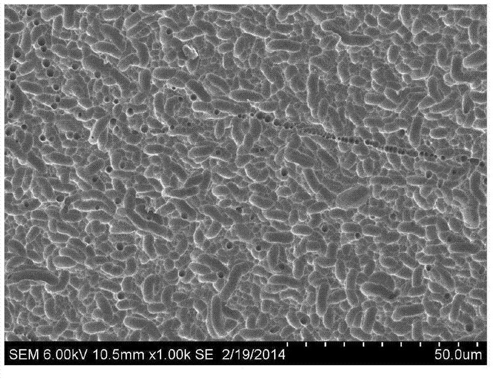 Texturing preprocessing solution and method of diamond wire cutting polycrystalline silicon wafer, texturing preprocessing silicon wafer and application of texturing preprocessing silicon wafer