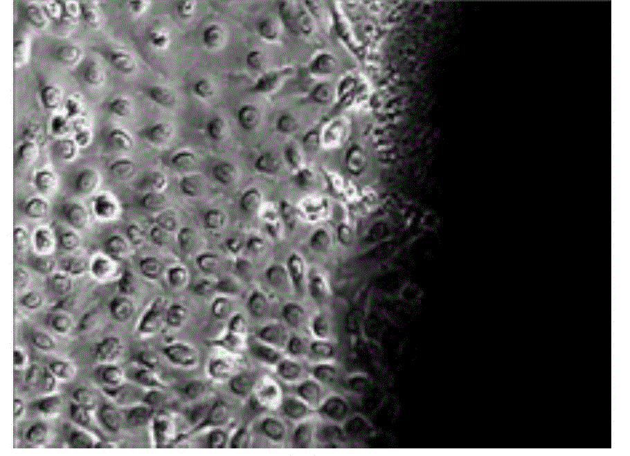 Separation and purification method of goat mammary epithelial cells