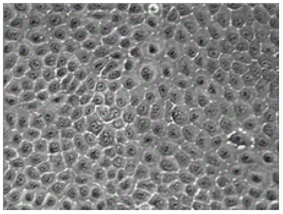 Separation and purification method of goat mammary epithelial cells