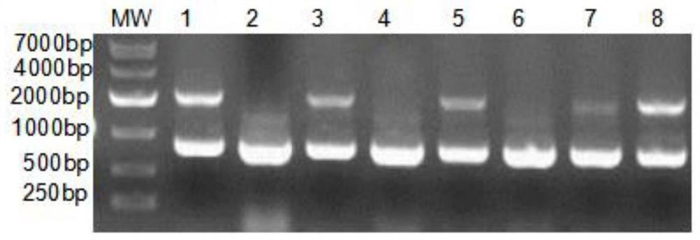 Preparation method and application of recombinant VEGFB