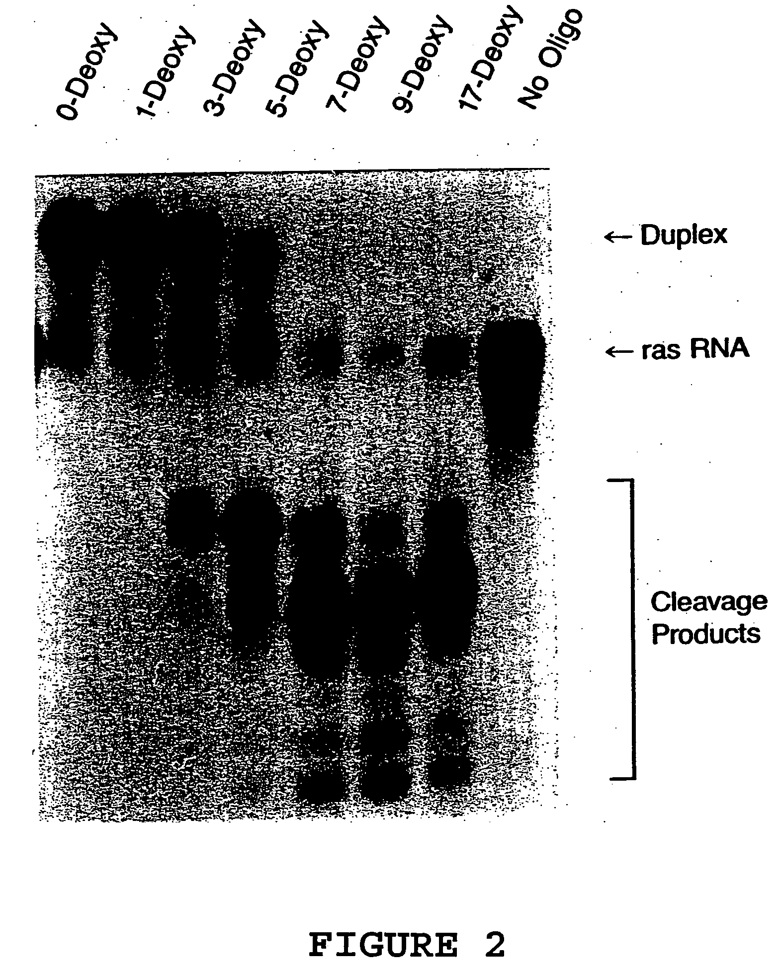 Methods of using mammalian RNase H and compositions thereof