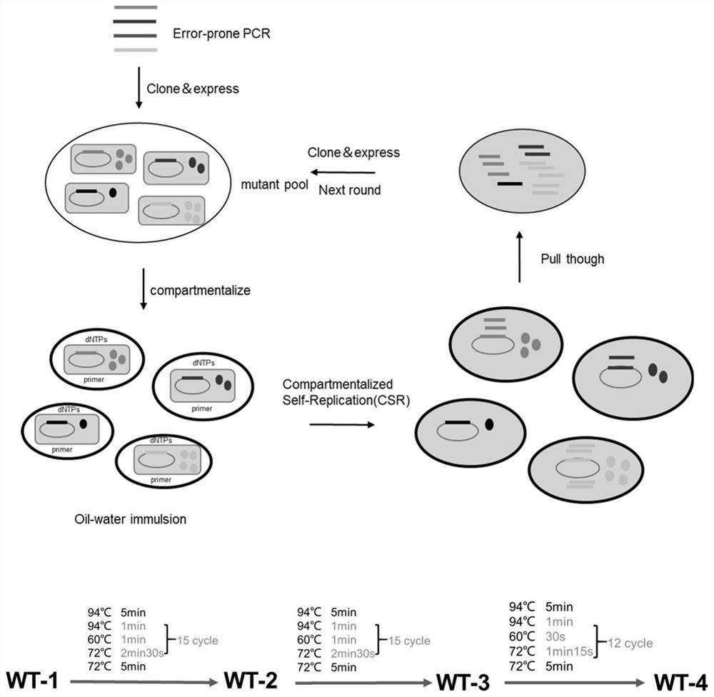 TaqDNA polymerase mutant