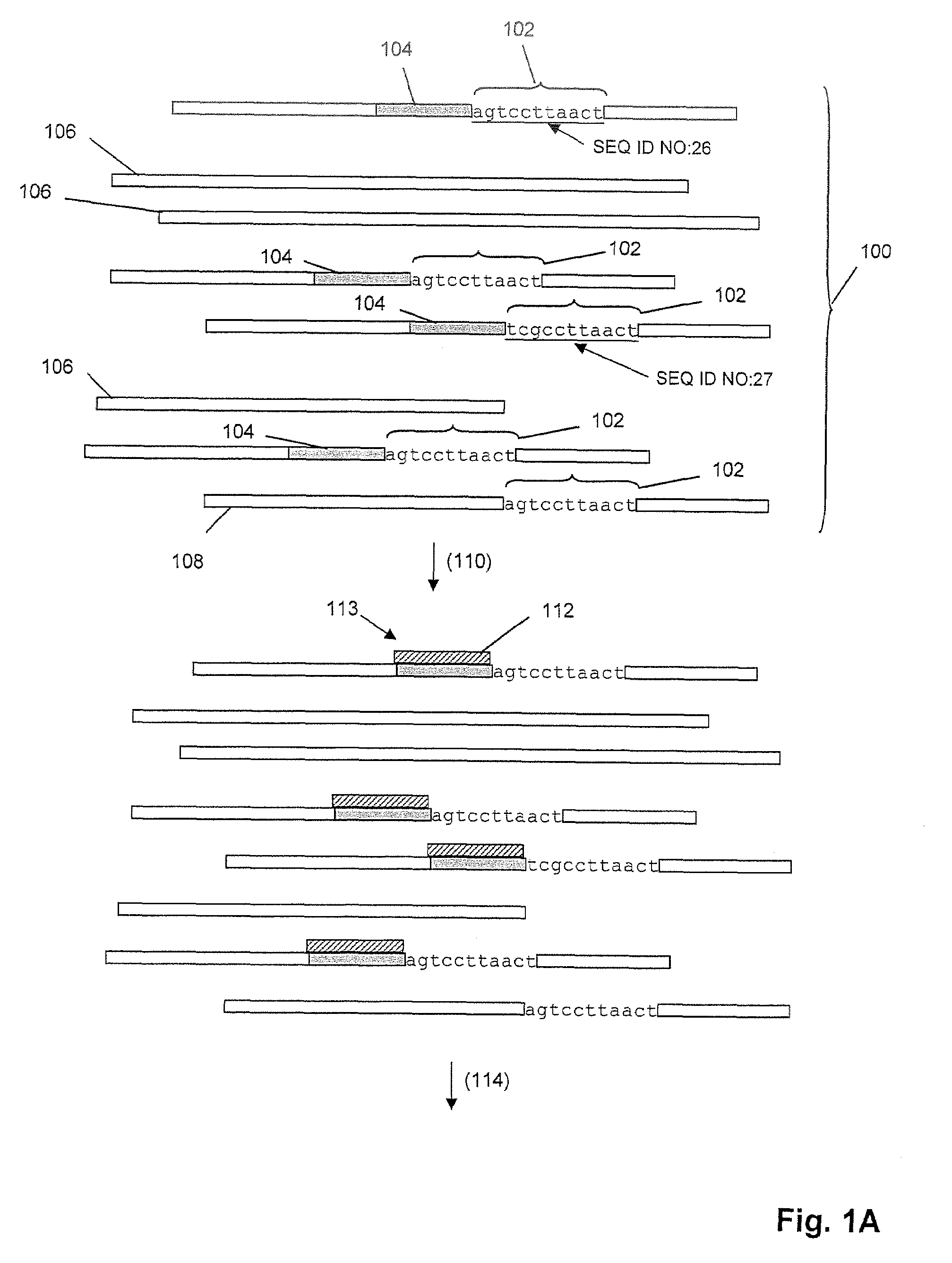 Genetic analysis by sequence-specific sorting