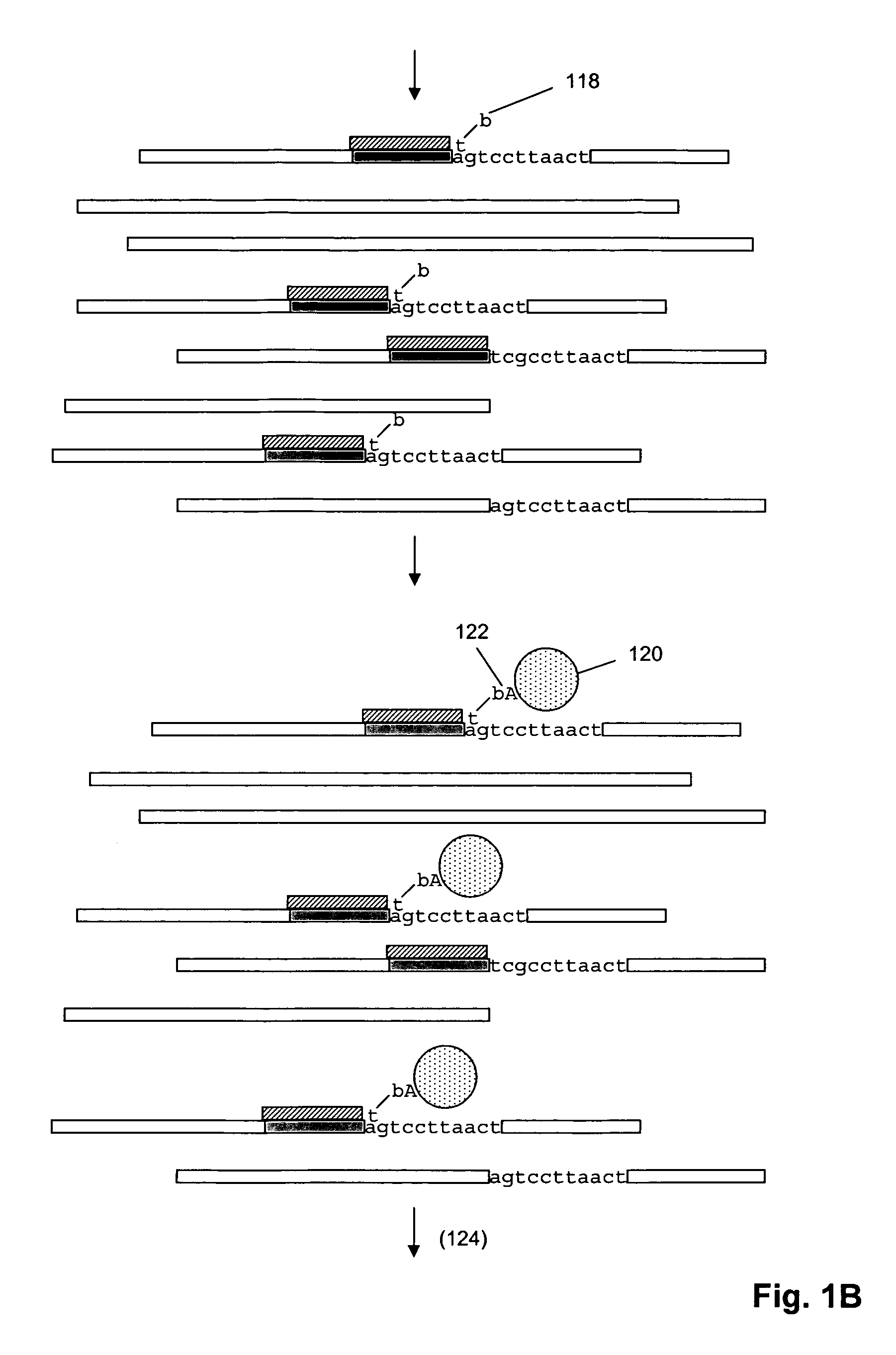 Genetic analysis by sequence-specific sorting