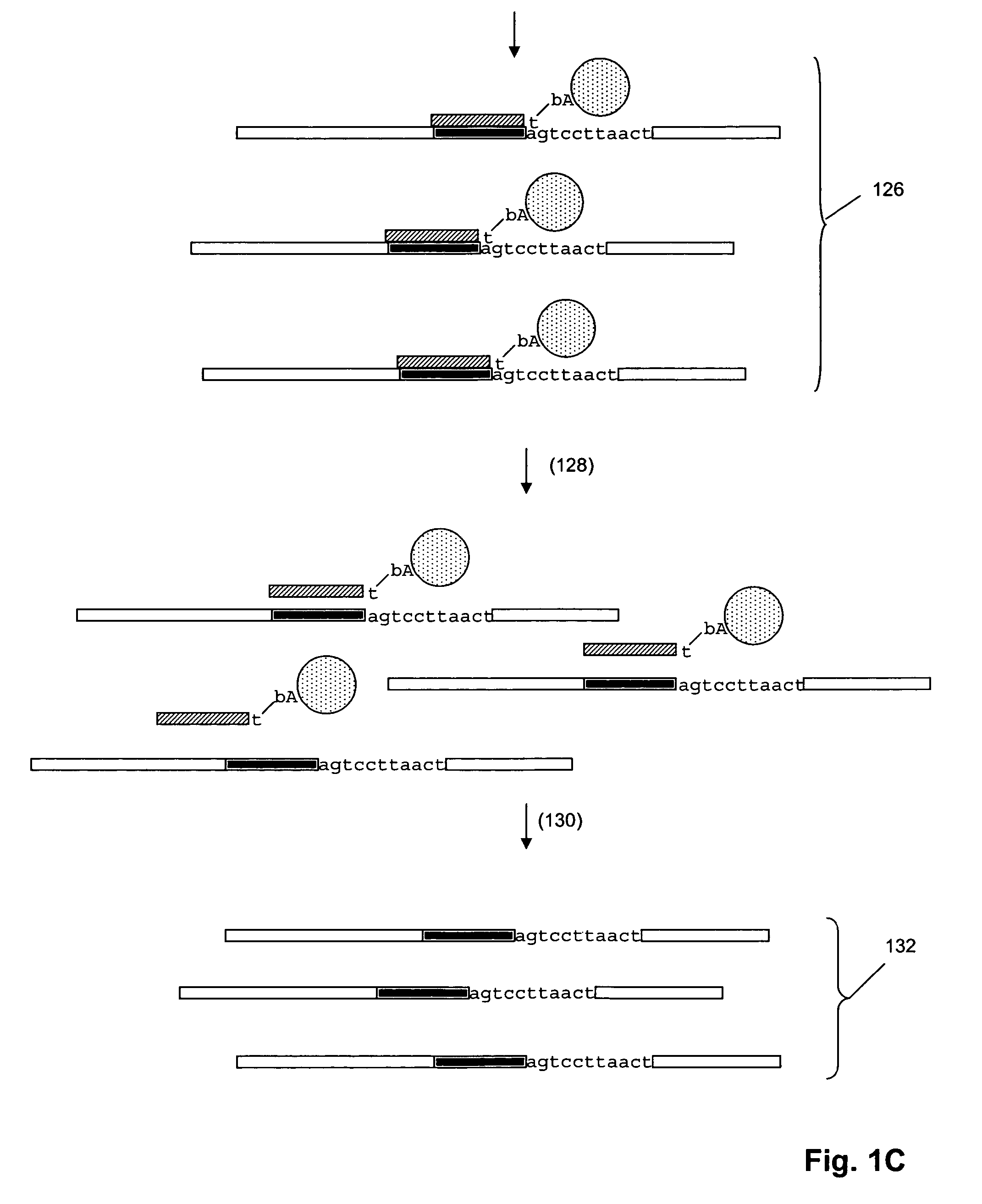 Genetic analysis by sequence-specific sorting