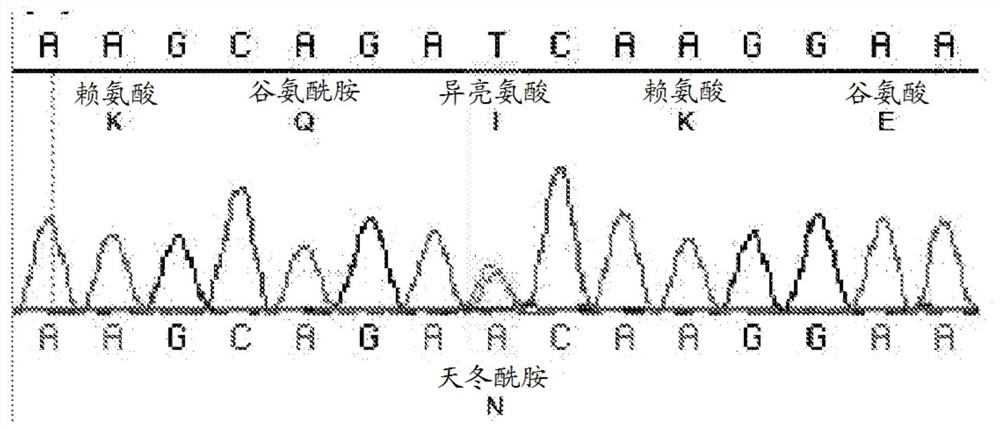 Methods for reducing or shutting down lactation in non-human mammals and reagents therefor