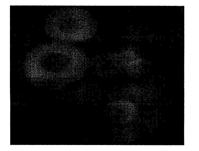 Chitosan nanoparticle and preparation method and application thereof