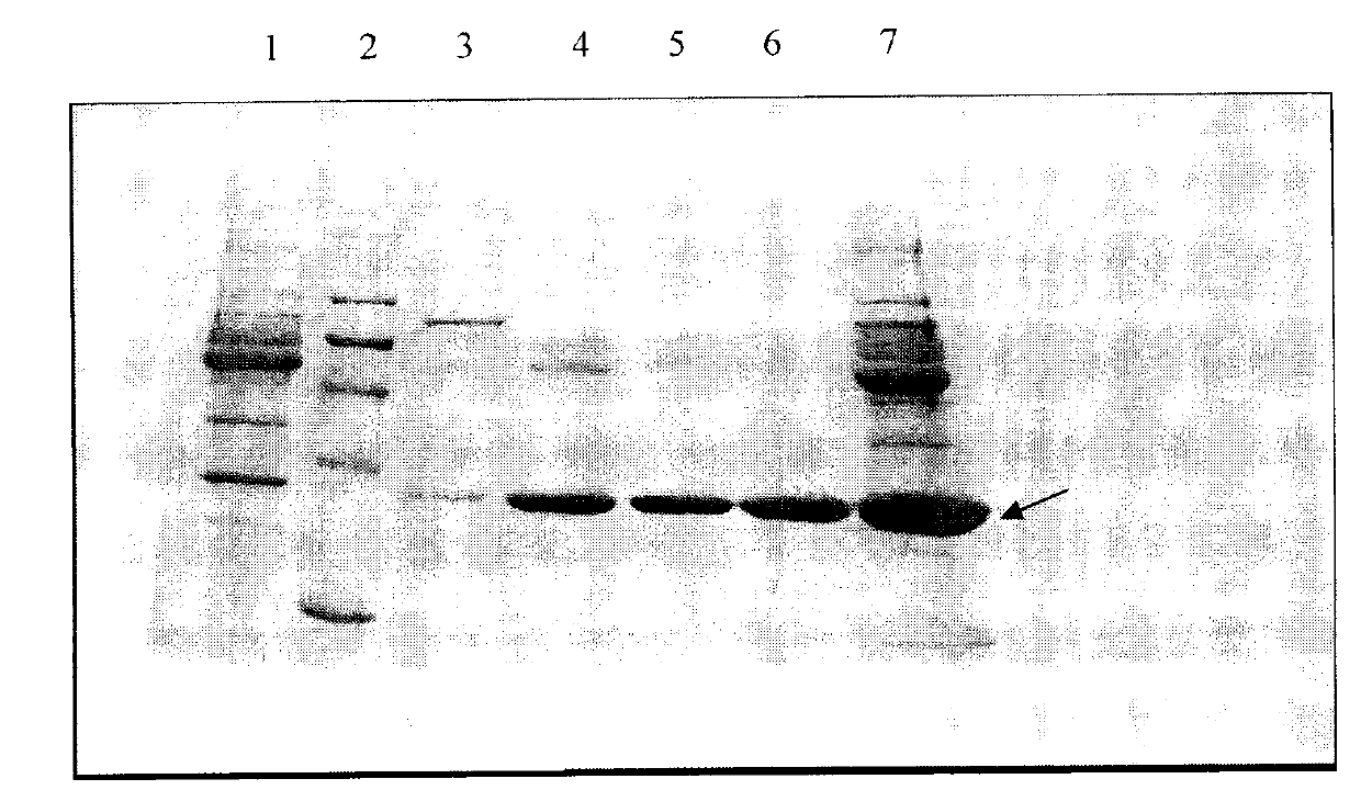 Production process for preparing high-purity ApoA-I (Apolipoprotein A-I) from precipitates of plasma fraction IV