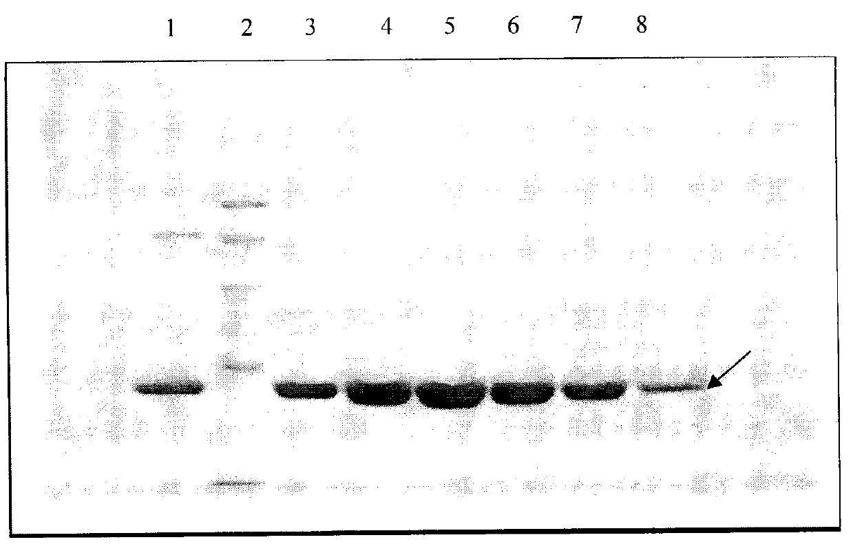 Production process for preparing high-purity ApoA-I (Apolipoprotein A-I) from precipitates of plasma fraction IV