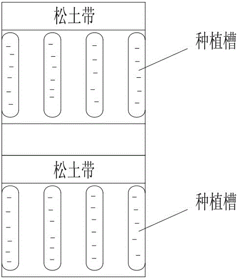 Method for planting common yam rhizome in a mechanization grooving orientation bag tuberization manner