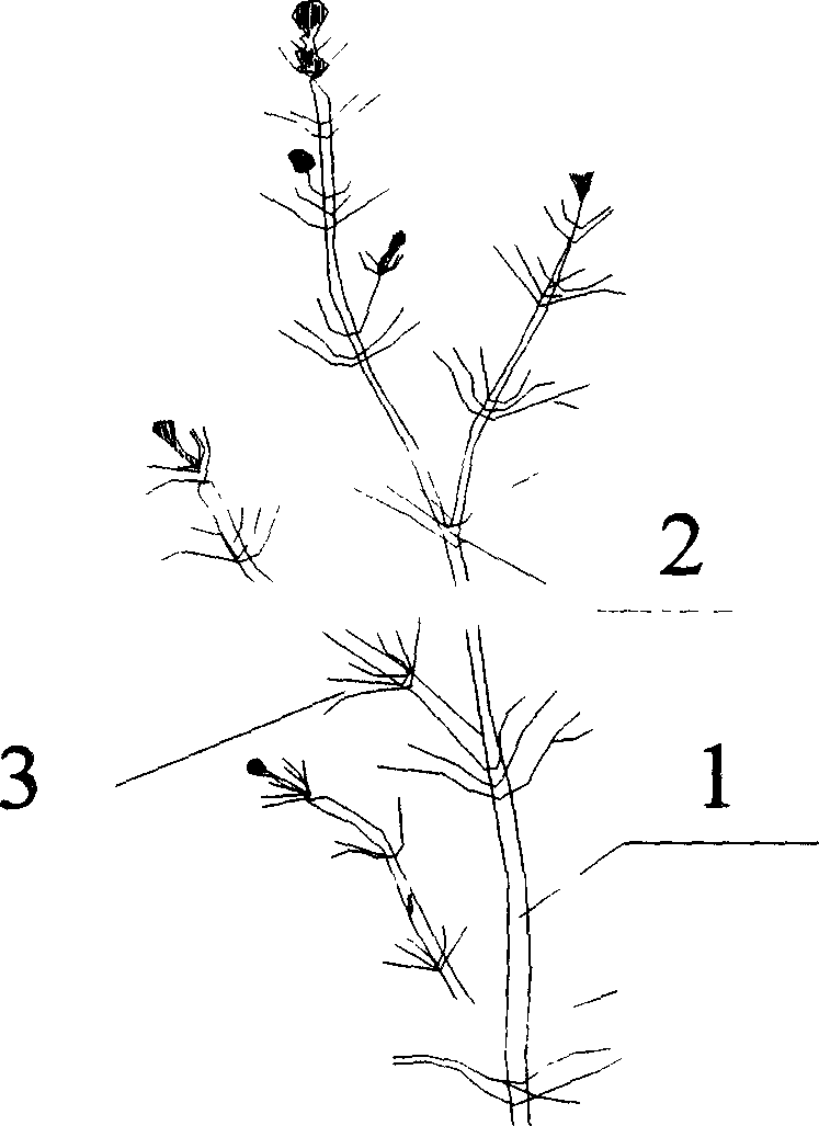 Bionical plant purifying method for polluted river water