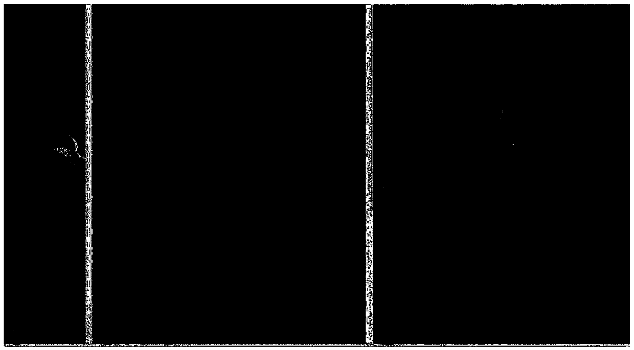 Method for in-vitro rapid breeding of zingiberaceae plant with leaf stems and peduncle resting buds as explants