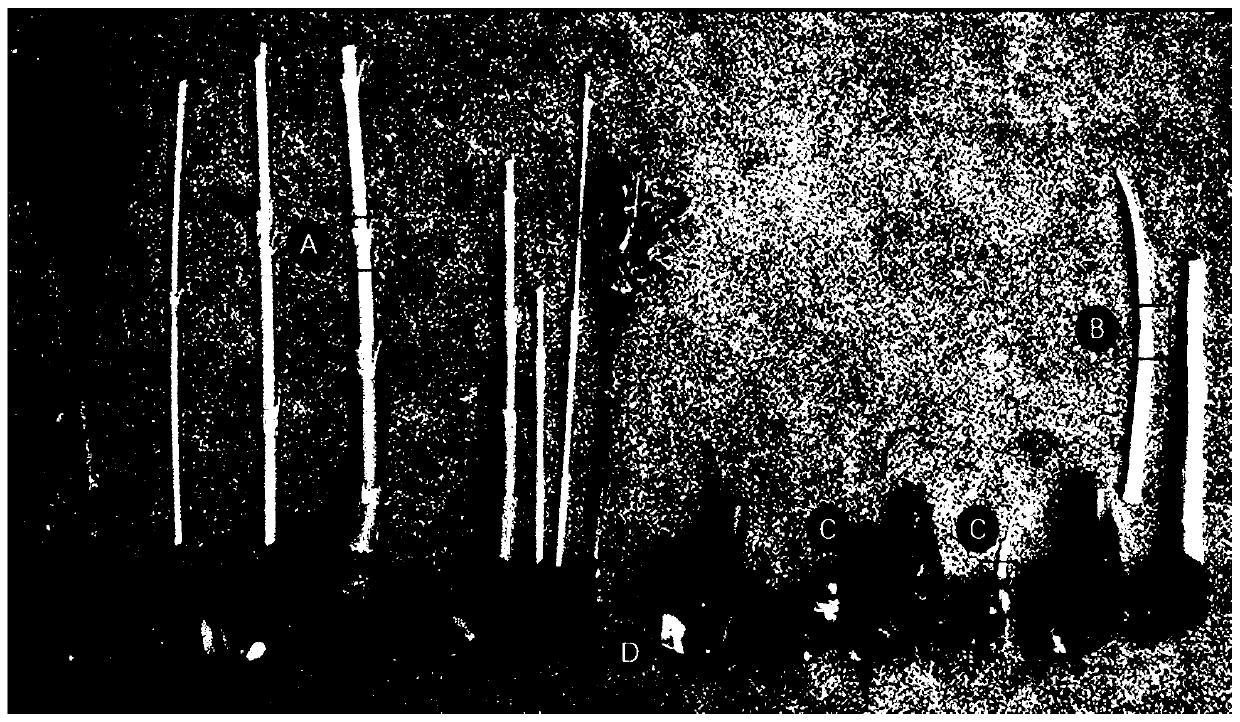 Method for in-vitro rapid breeding of zingiberaceae plant with leaf stems and peduncle resting buds as explants