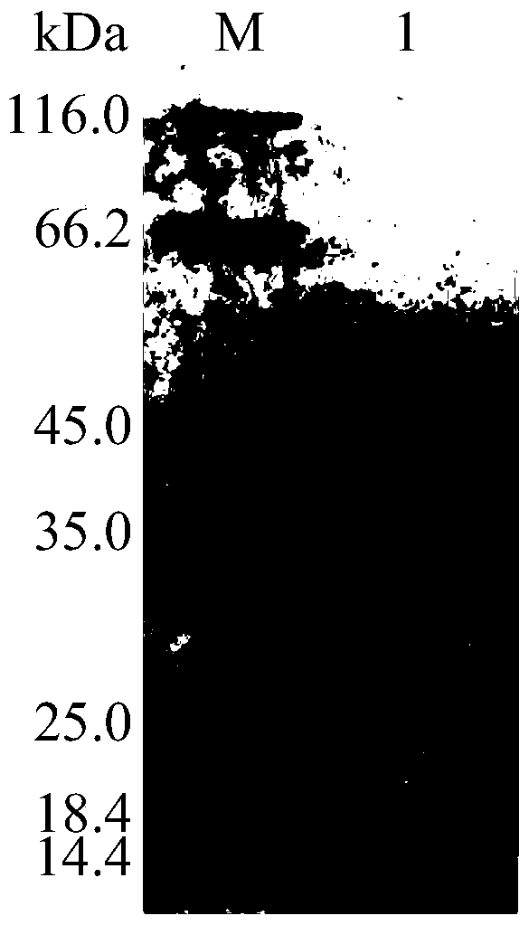 Salt-tolerant protease-resistant α-galactosidase agaahj8 and its gene