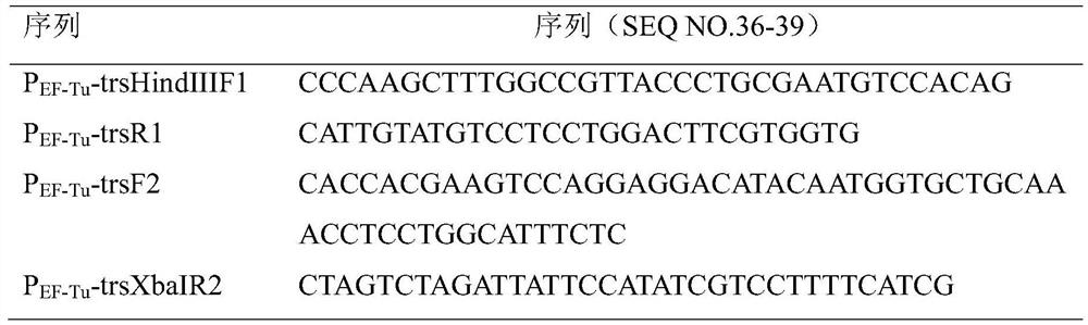 Method for expressing trehalose synthase by Corynebacterium glutamicum through an EF-Tu promoter and application of method