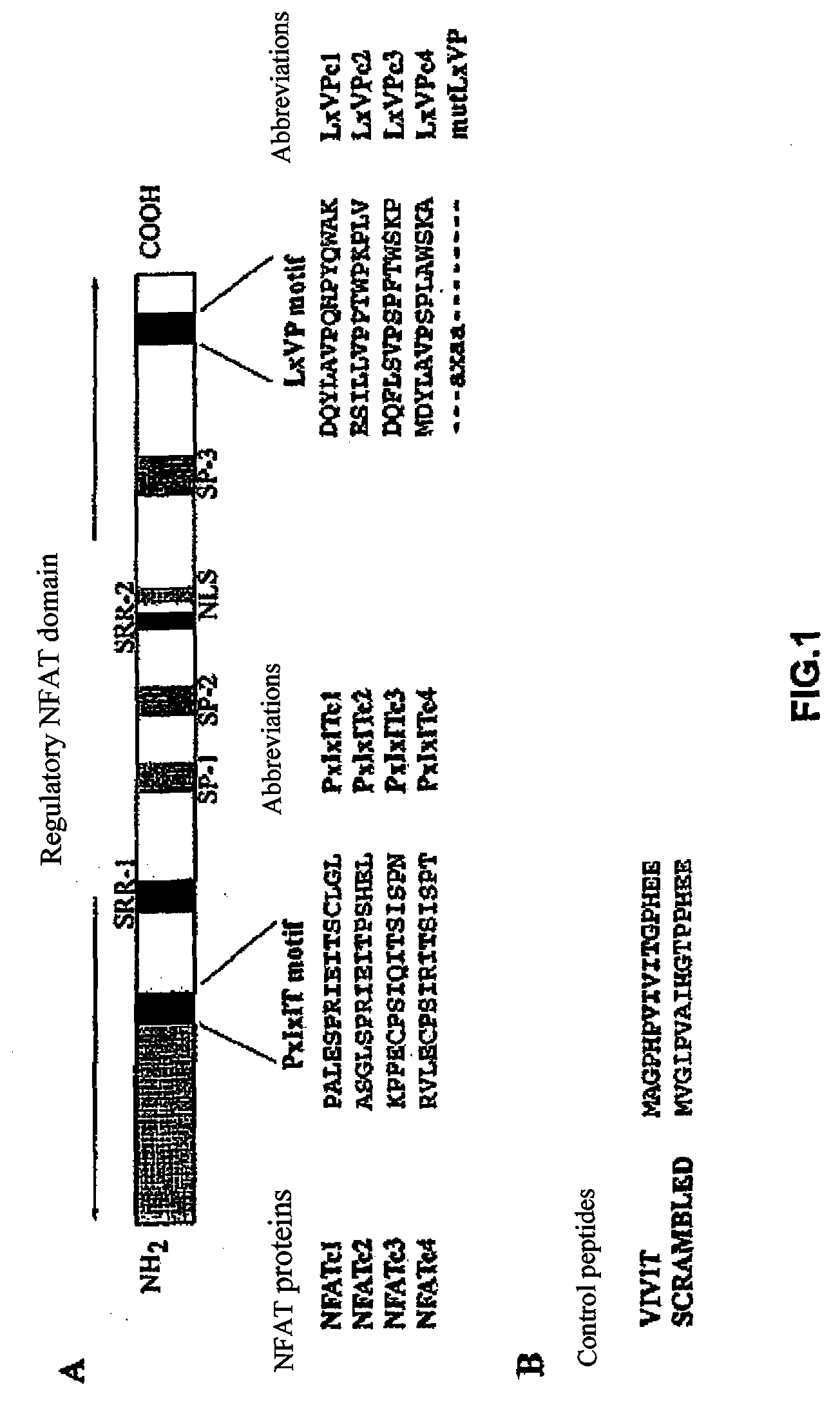 Selective peptides that inhibit the biological activity of calcineurin