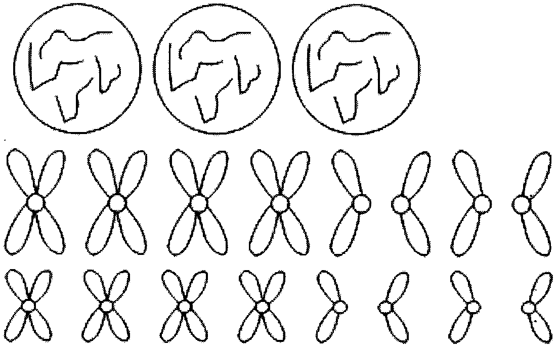 Cell division chromosome model jigsaw teaching aid