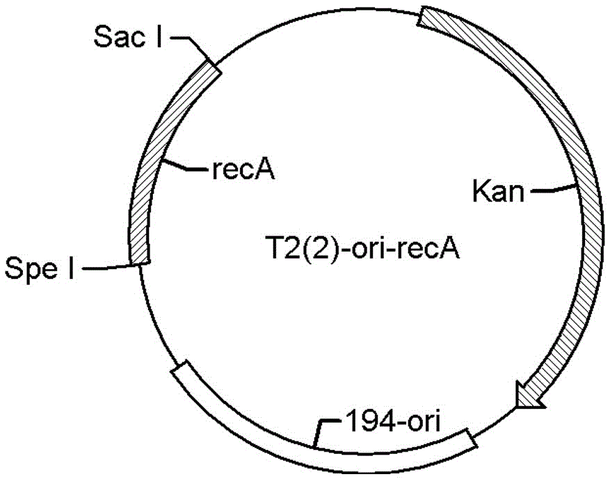 A kind of operon bacabc copy number multiplication and bacillus licheniformis knockout reca gene and its construction method