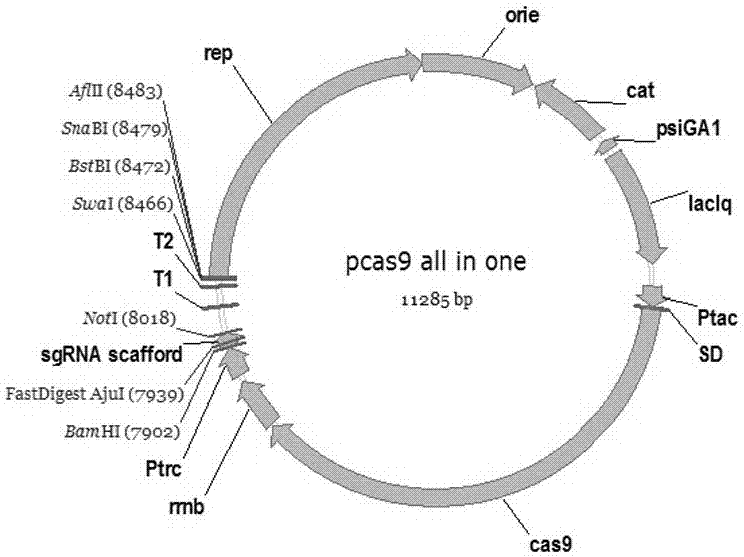 Gene editing vector for corynebacterium glutamicum, preparation method, system and application thereof