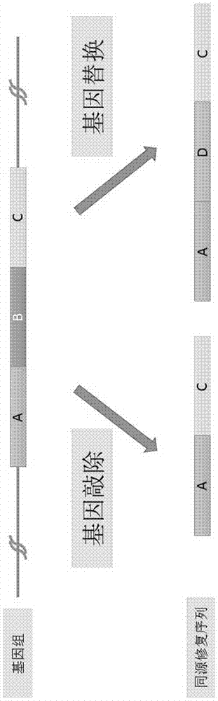 Gene editing vector for corynebacterium glutamicum, preparation method, system and application thereof