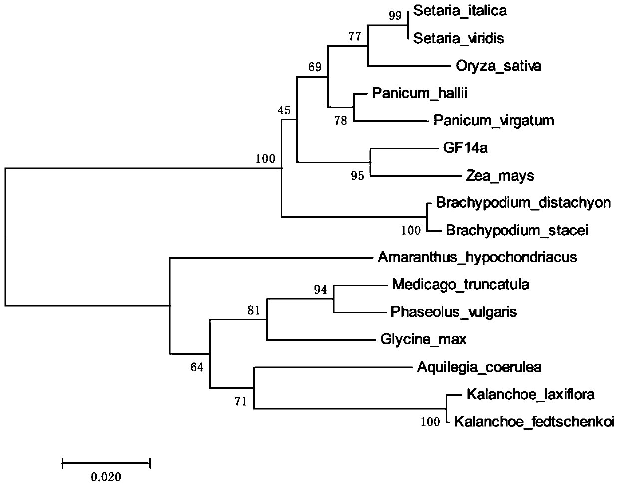 Sorghum 14-3-3 protein GF14a gene and recombinant vector and expression method thereof