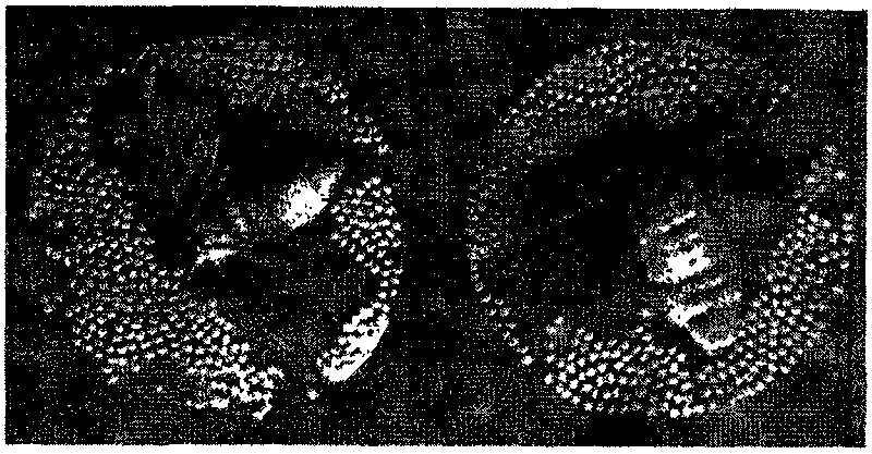 Method for breeding varieties of silkworm without palea scales on wings of imago