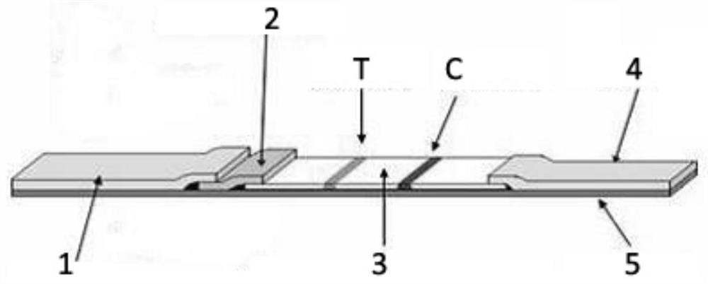 A test strip for detection of ev71 virus iga antibody