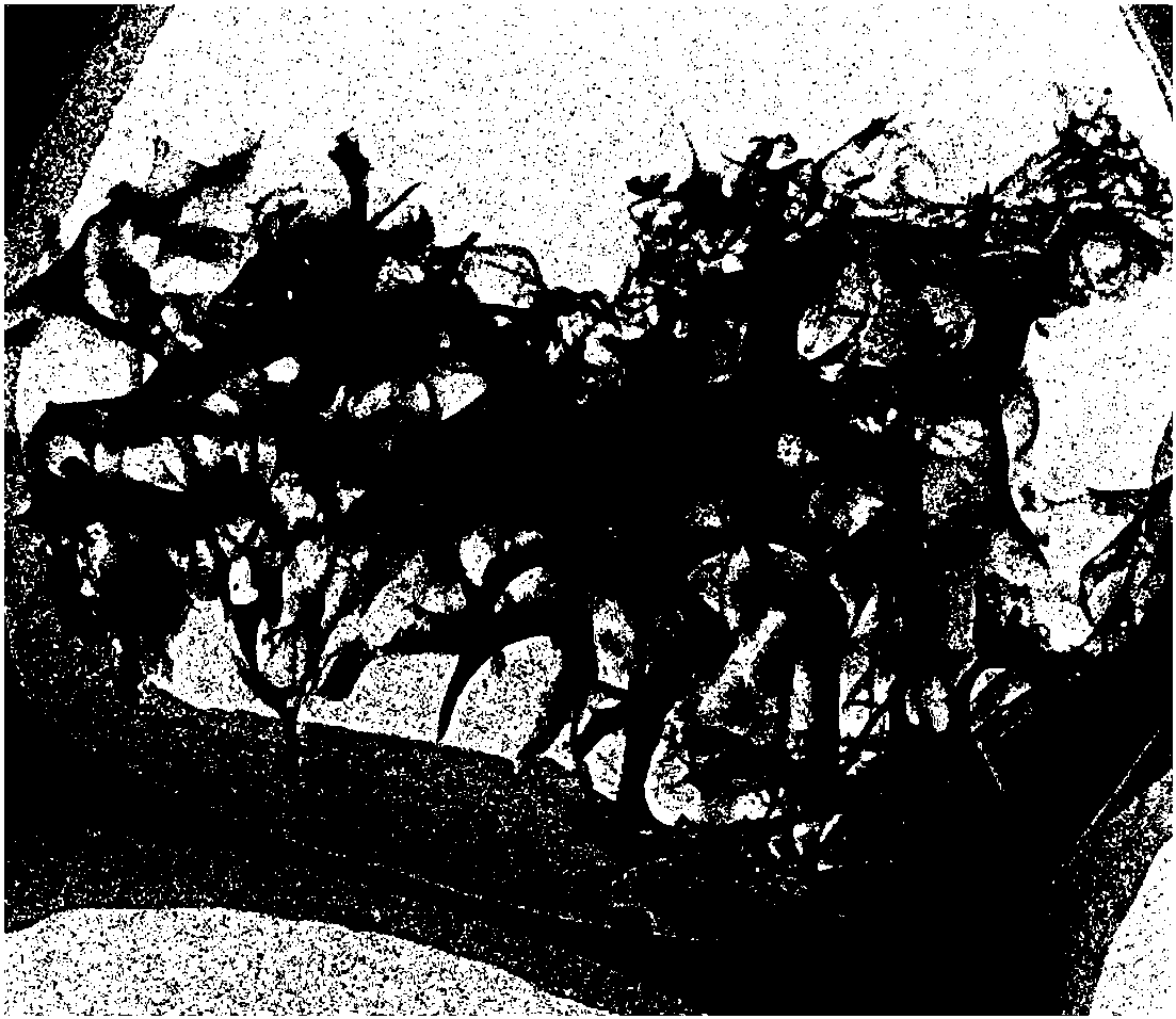 Preparation method of three-dimensional porous graphene material