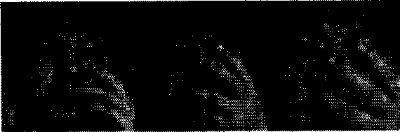 Human face similarity degree matching method and device