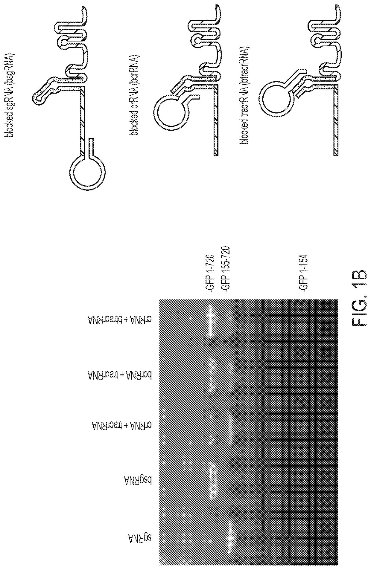 Aptazyme-embedded guide rnas for use with crispr-cas9 in genome editing and transcriptional activation