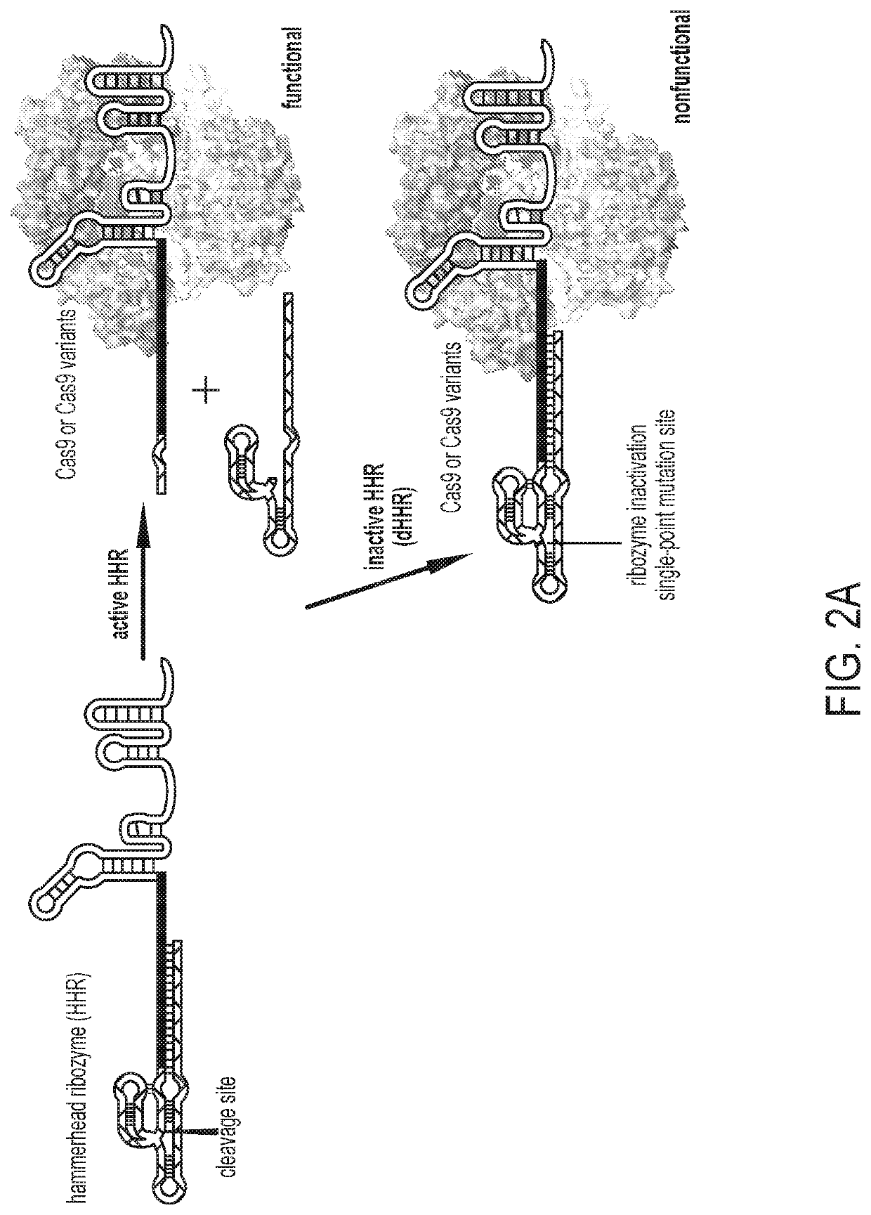 Aptazyme-embedded guide rnas for use with crispr-cas9 in genome editing and transcriptional activation