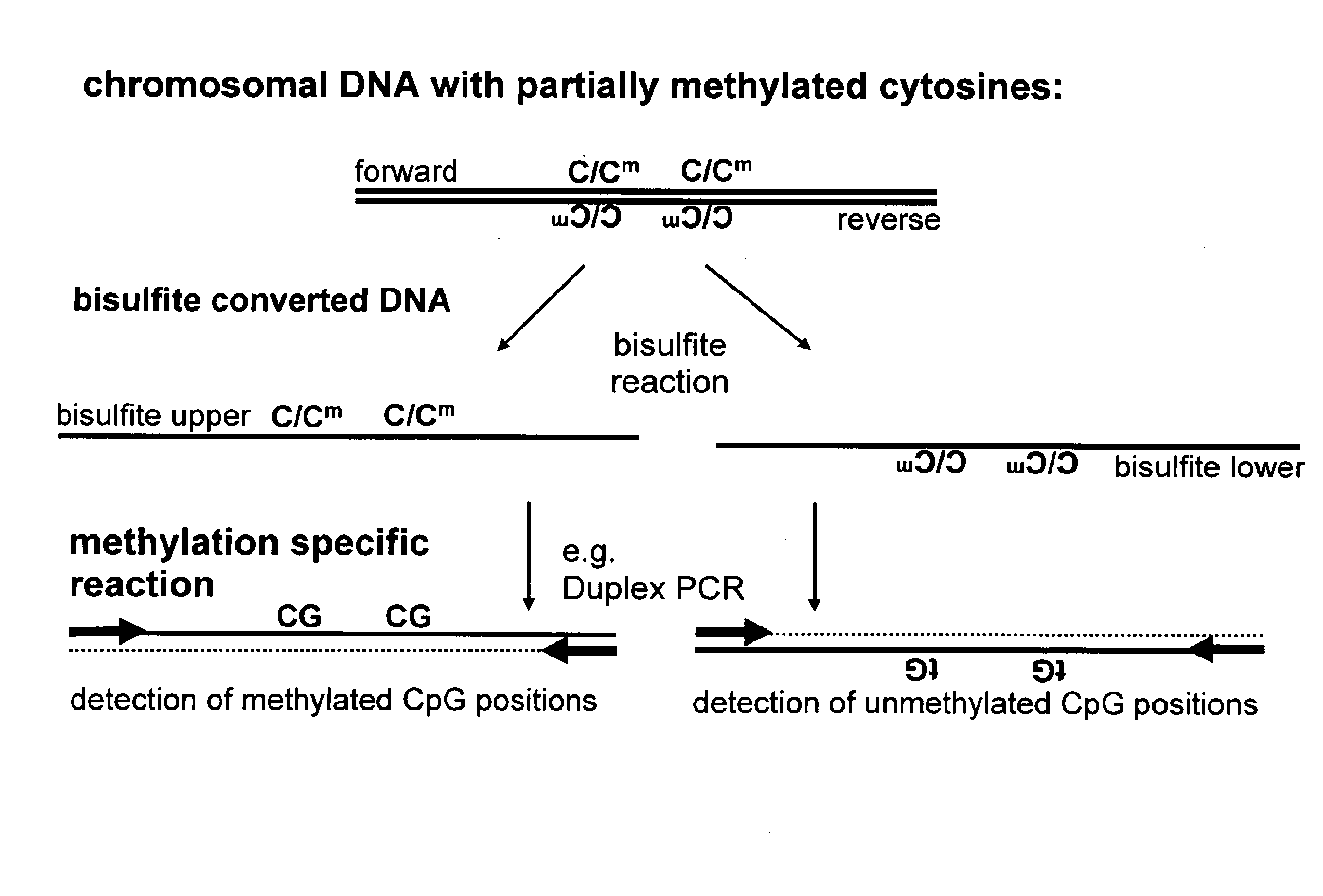 Method for methylation analysis of nucleic acid