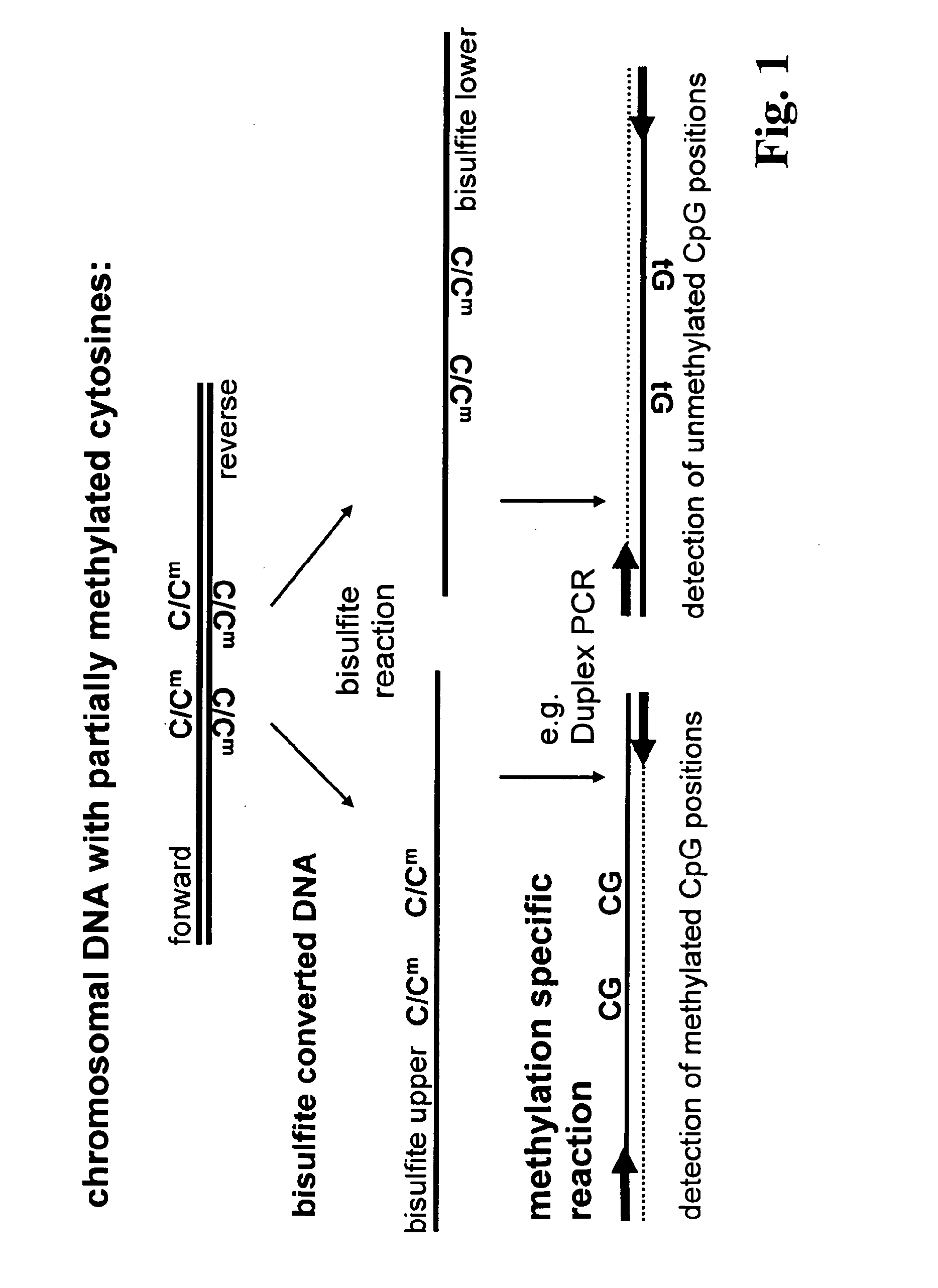 Method for methylation analysis of nucleic acid