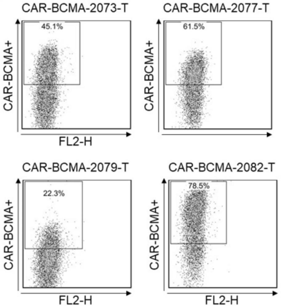 Antibody, chimeric antigen receptor and medicament targeting BCMA protein