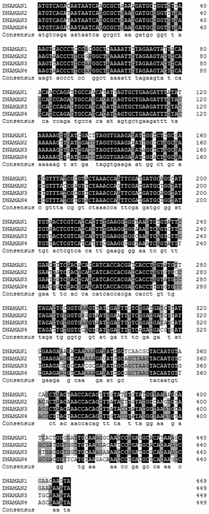 PCR detection primer and method of Vibro Splendidus and application of PCR detection primer