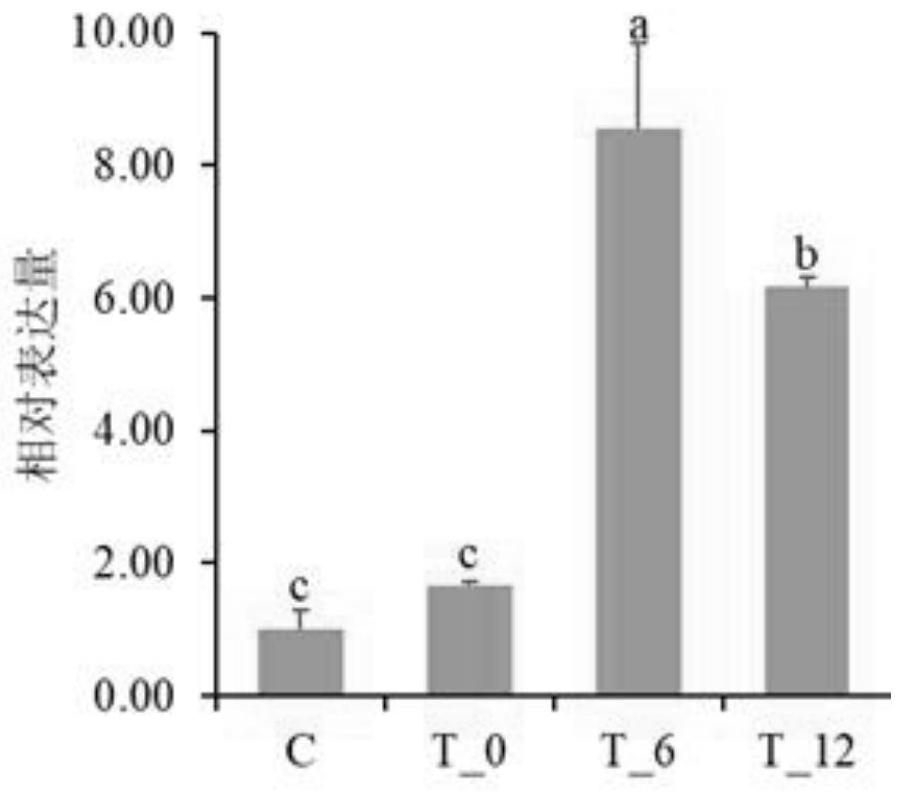 Construction method for inducing larimichthys polyactis liver cell apoptosis model through high-temperature stress