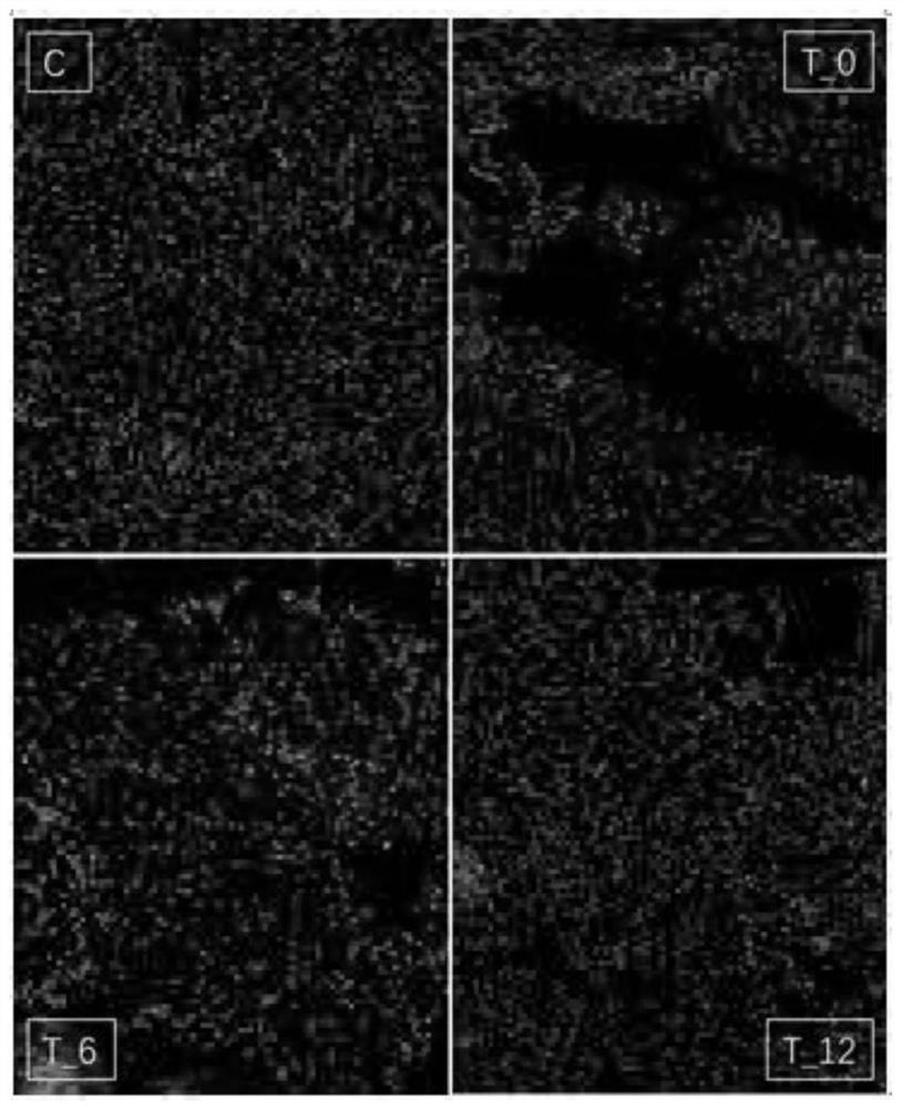 Construction method for inducing larimichthys polyactis liver cell apoptosis model through high-temperature stress