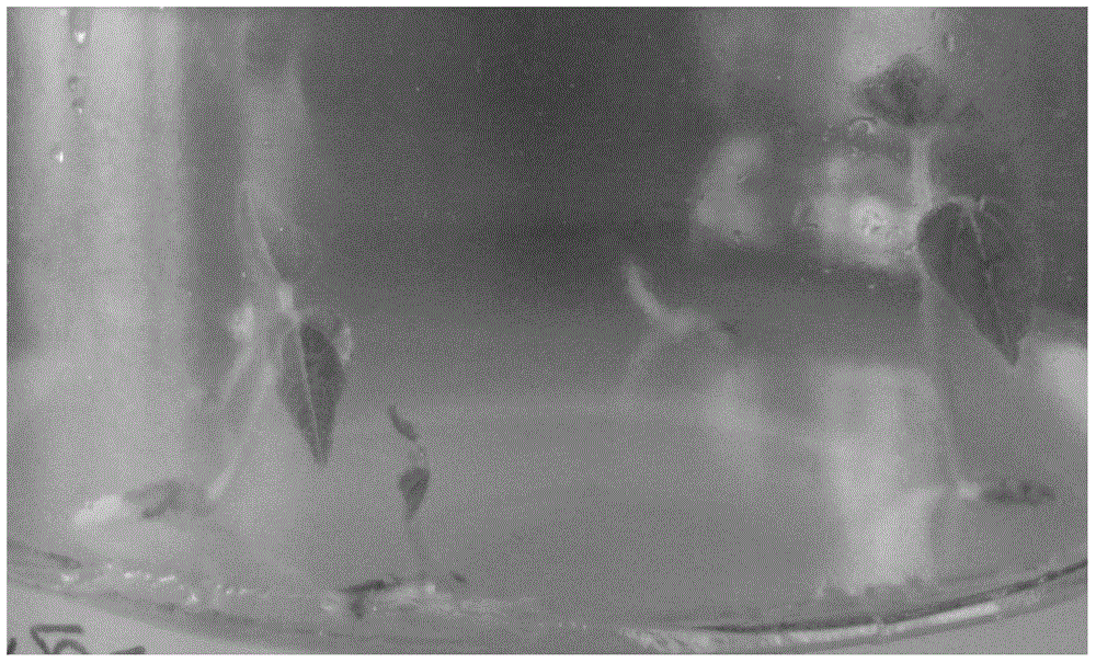 A method of realizing distant hybridization of adzuki bean and rice bean by using immature embryo rescue