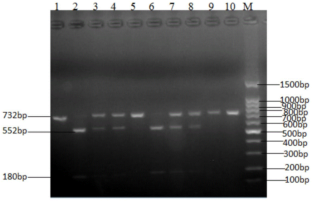 Clone and application of pig meat quality character relevance WNT10B gene molecular mark