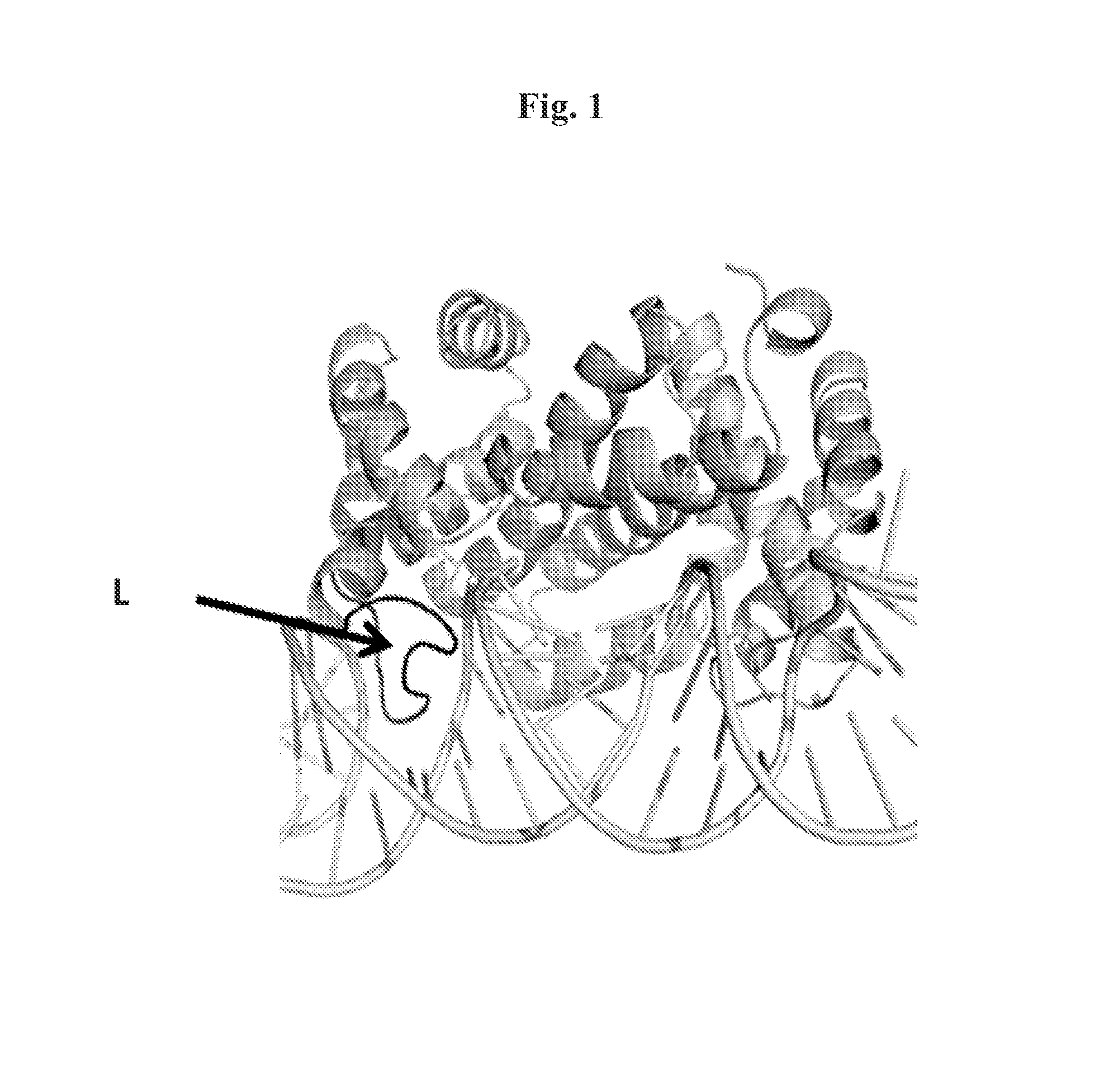 dsRNA ENDORIBONUCLEASES