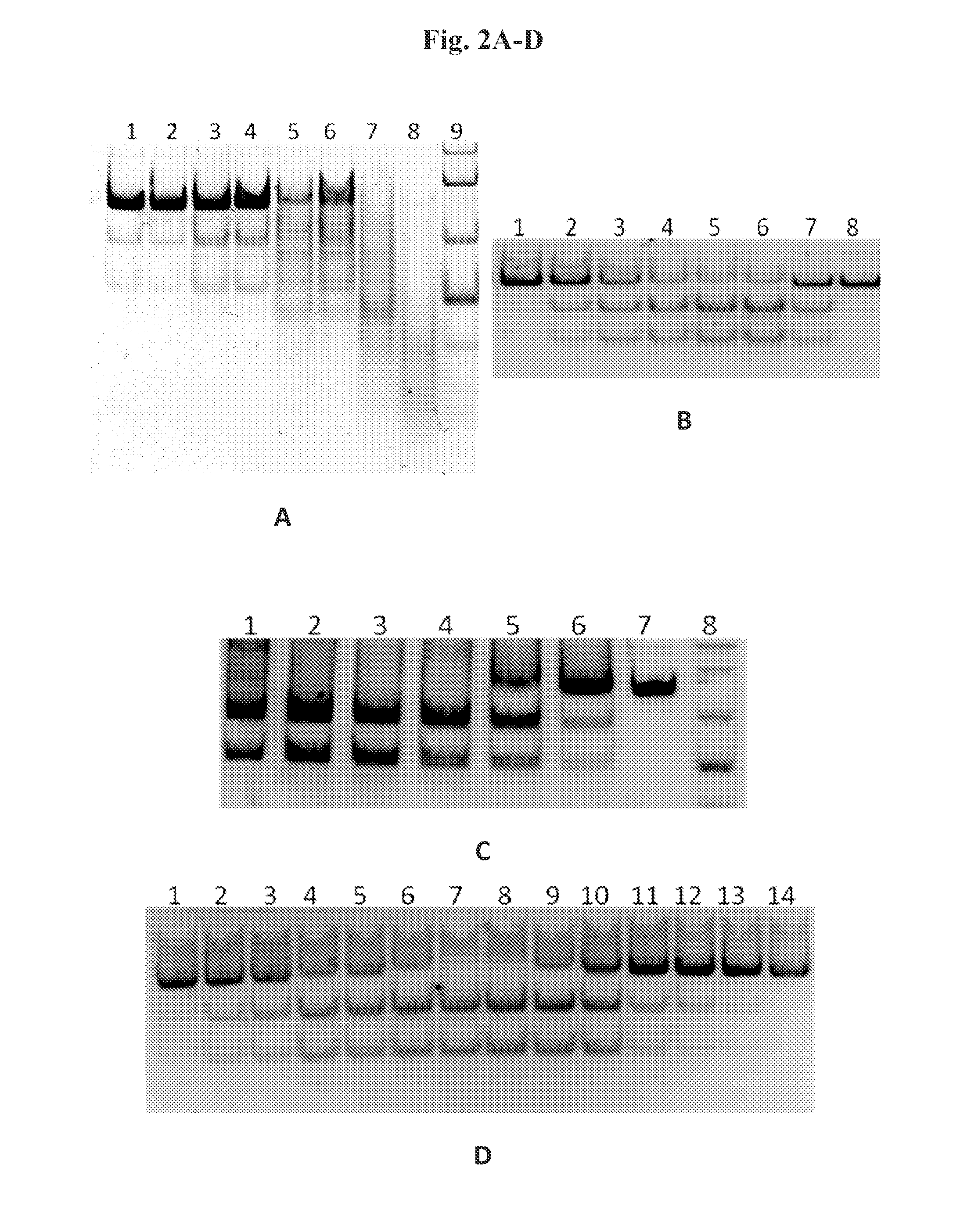 dsRNA ENDORIBONUCLEASES