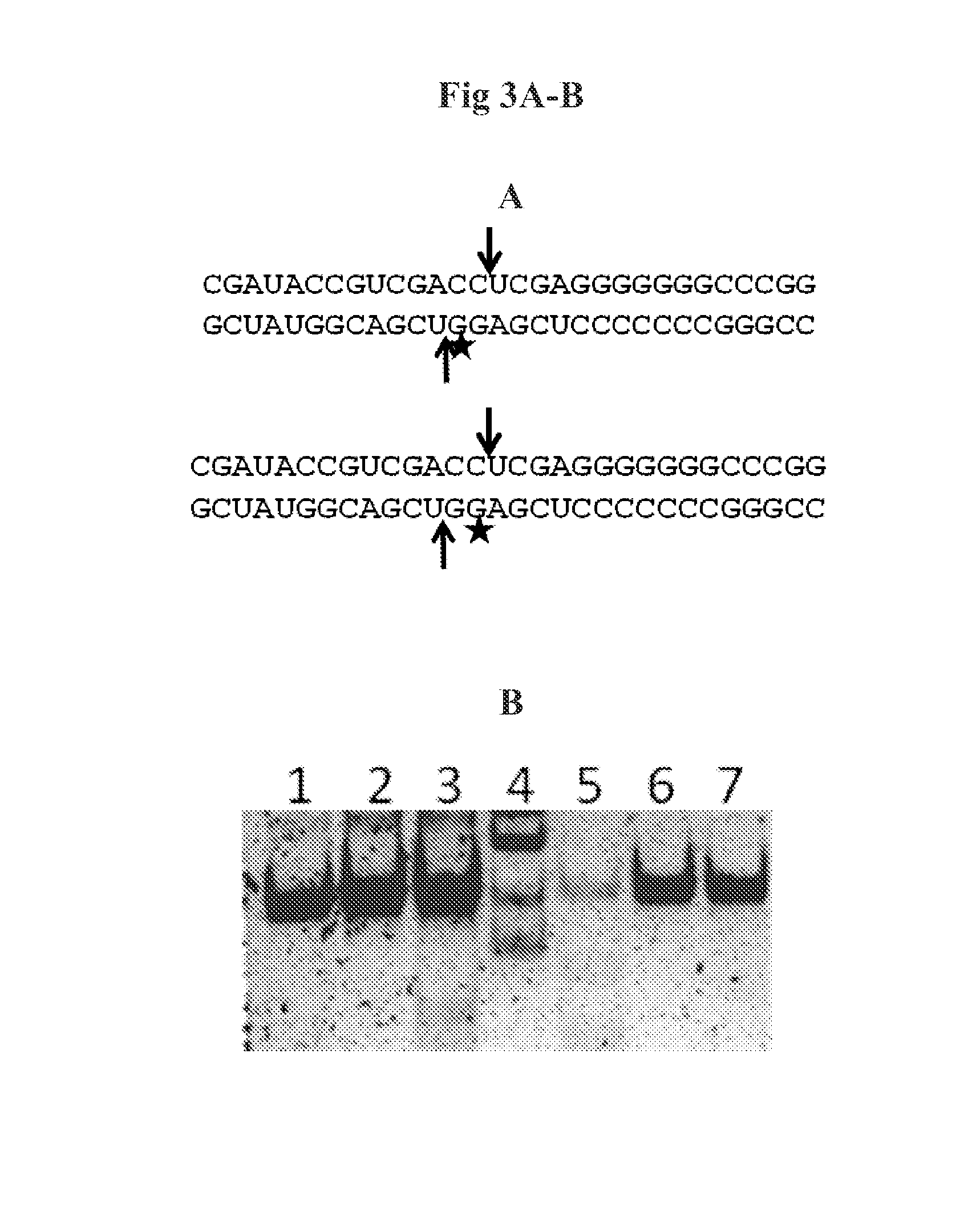 dsRNA ENDORIBONUCLEASES