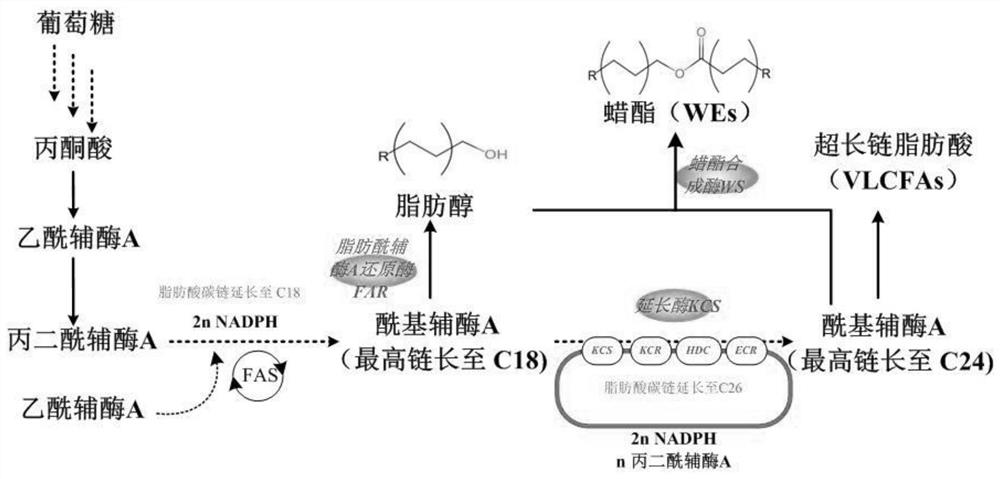 Yarrowia lipolytica genetically engineered bacteria and application thereof