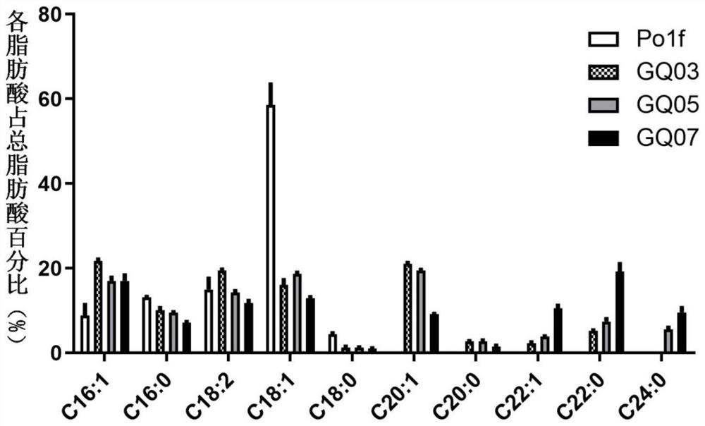 Yarrowia lipolytica genetically engineered bacteria and application thereof